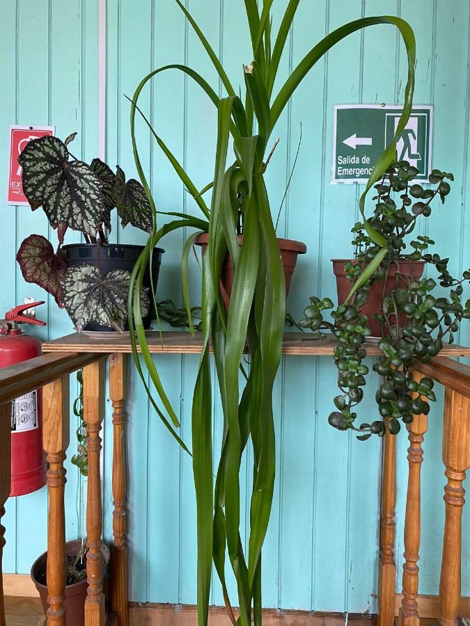 Hosteria Ensenada Пуерто Пуюхуапи Екстериор снимка